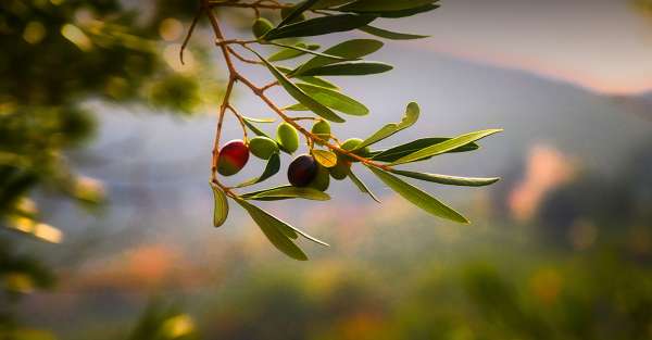 Degustazione olio a Cortona