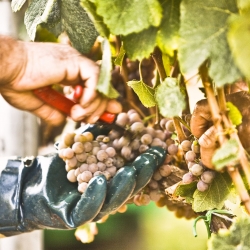 Tenuta Frassineto ad Arezzo